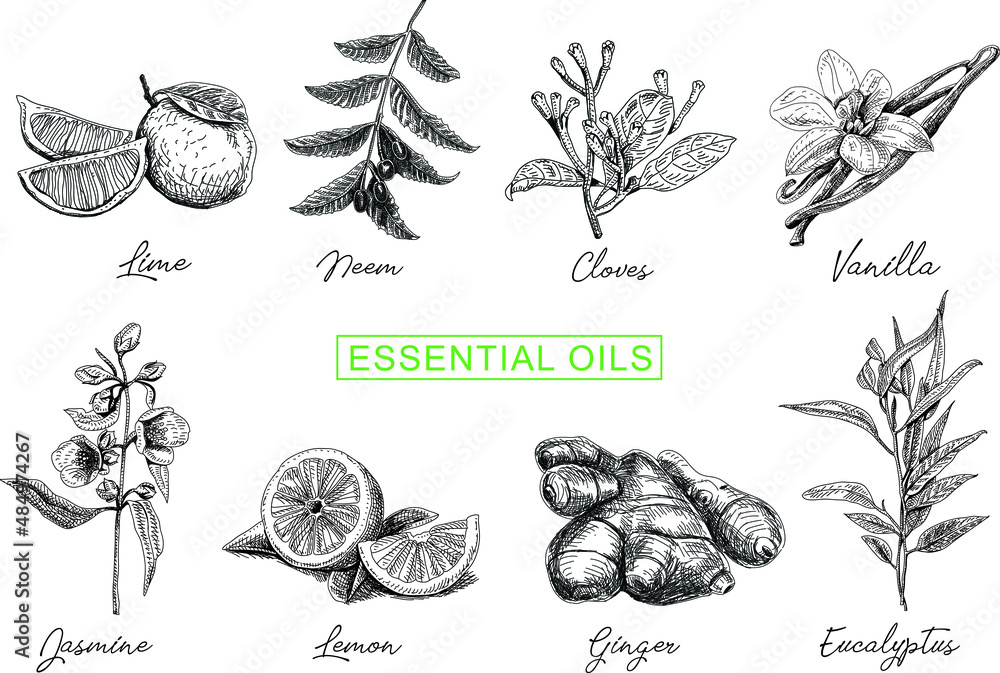 Essential oils set. Vintage hand-drawn vector illustrations. - obrazy, fototapety, plakaty 