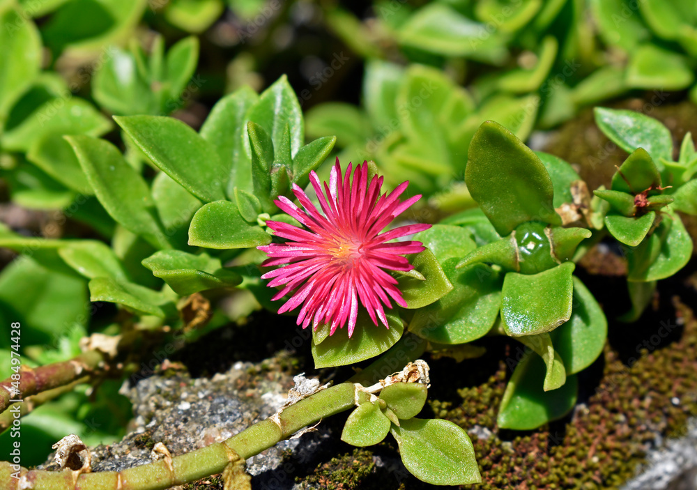Baby sun rose flower (Aptenia cordifolia or Mesembryanthemum cordifolium) on garden Baby sun rose flower (Aptenia cordifolia or Mesembryanthemum cordifolium) on garden