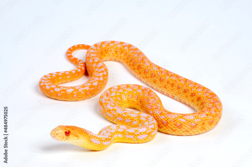 Albino - Pine snake, bullsnake // Nördliche Kiefernnatter, Bullennatter (Pituophis melanoleucus melanoleucus) Albino - Pine snake, bullsnake // Nördliche Kiefernnatter, Bullennatter (Pituophis melanoleucus melanoleucus)