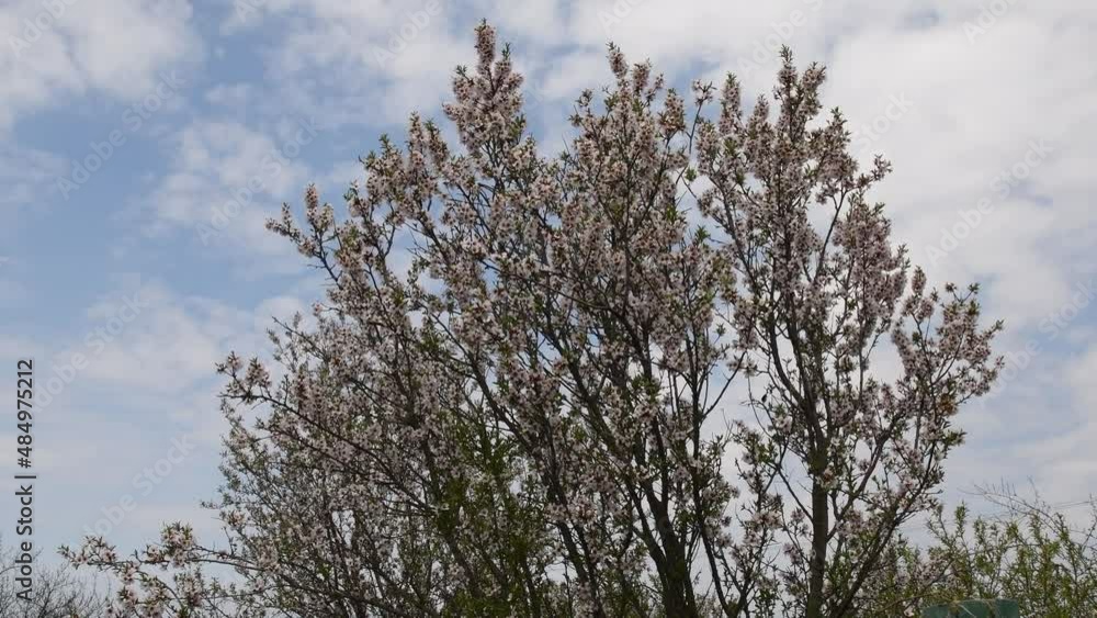 Springtime garden with apricot blossoming tree top on blue sky bakcground with white clouds. White flowers of fruit tree in bloom shaking in wind at sunny day in spring orchard Springtime garden with apricot blossoming tree top on blue sky bakcground with white clouds. White flowers of fruit tree in bloom shaking in wind at sunny day in spring orchard