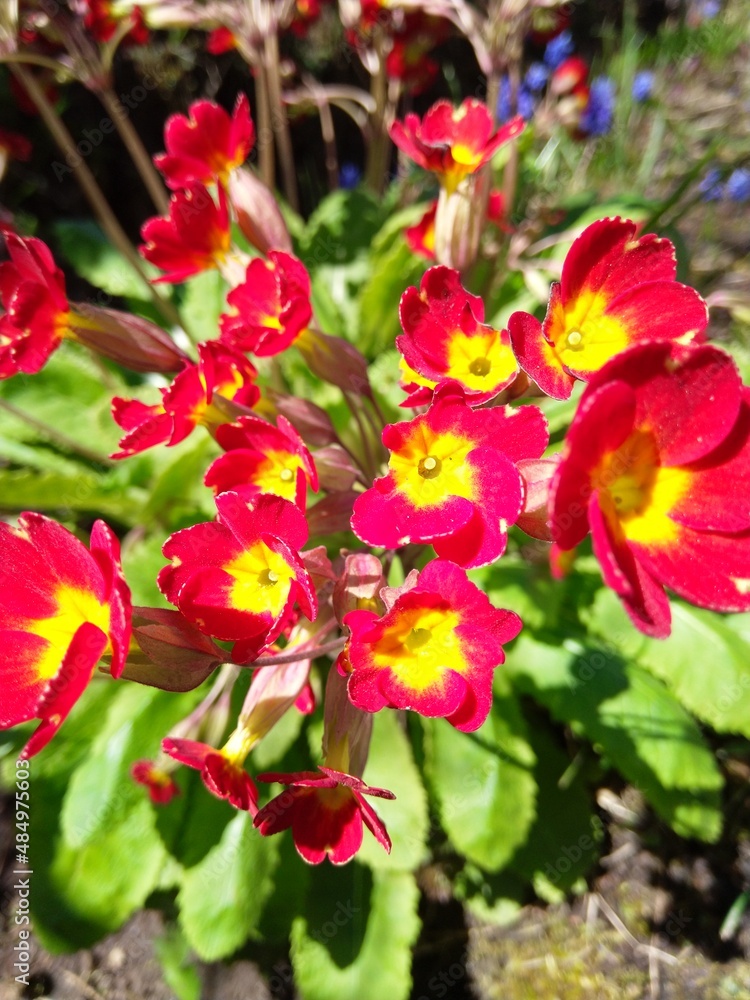 red flowers in the garden