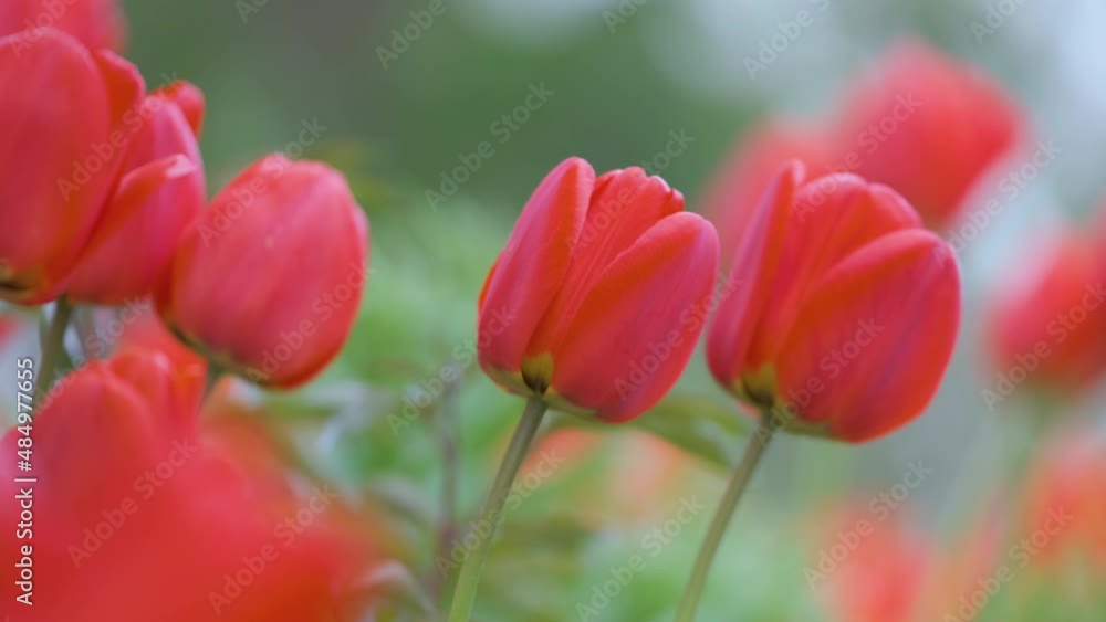 Bright red tulip flowers blooming on outdoor flowerbed on sunny spring day Bright red tulip flowers blooming on outdoor flowerbed on sunny spring day