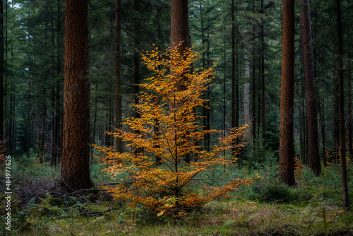 A spruce colored yellow by autumn in the middle of a large forest at the Veluwe nature park in the Netherlands