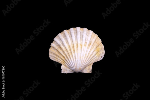 beautiful sea shell isolated on a black background