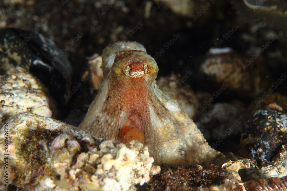 Behavior of the octopus in its marine environment in the ocean