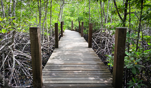 Wooden walkway and the mangrove forest. Natural path through the forest. Perspective view of wood pavement and wood post in the evening.