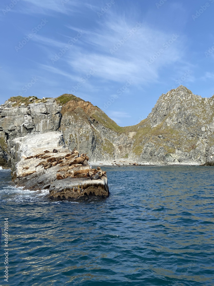 rocky coast of the sea and sea ​​lions