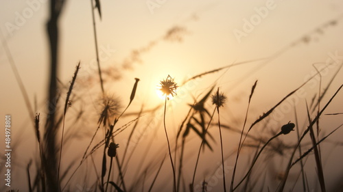 ask the grass that sways at sunset
