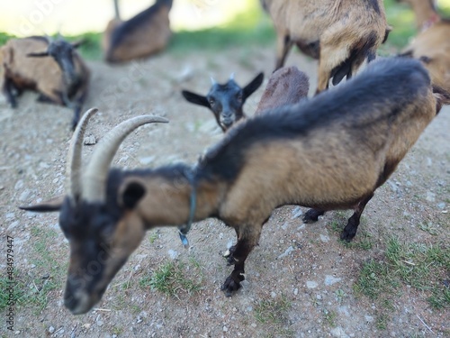 Goat animals on the farm od in the nature. Slovakia