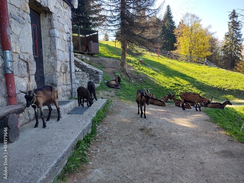 Goat animals on the farm od in the nature. Slovakia