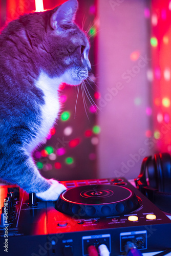 DJ cat mixing set club party pet animal time music concert