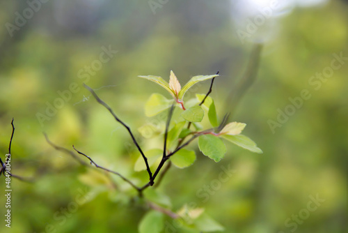 Spiraea japonica foliage detail