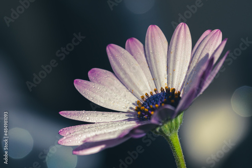 Tableau sur toile Cape daisy flower with dew drops
