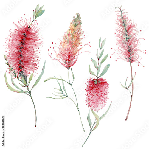 watercolor australian flowers set.