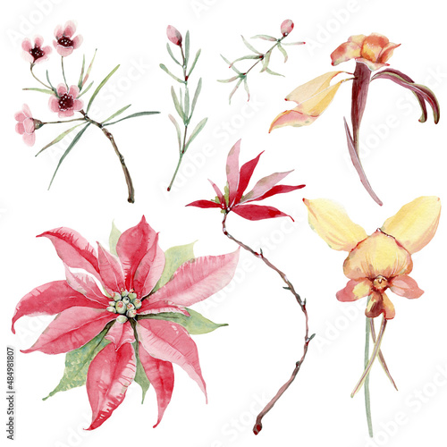 watercolor australian flowers set.