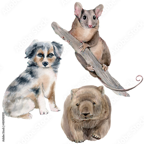 Watercolor Australian Shepherd puppy, wombat and Feathertail Glider Possum illustration.