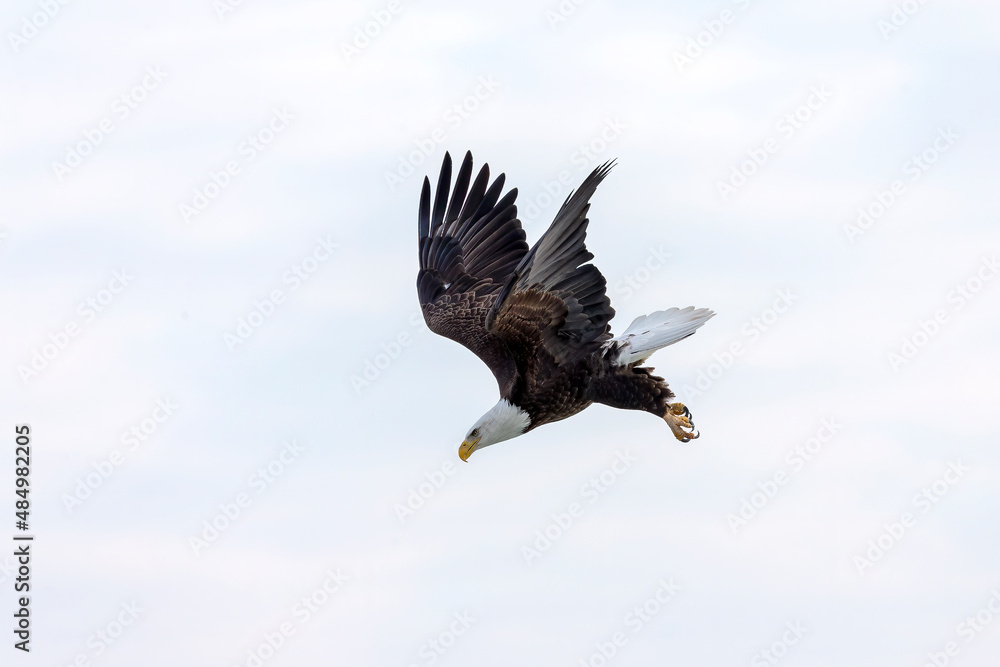 Fototapeta premium The bald eagle (Haliaeetus leucocephalus) in flight
