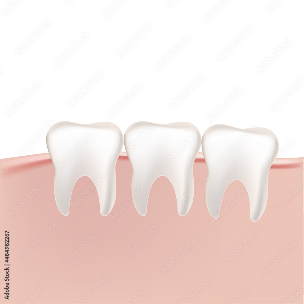 human teeth in the gum on a white background human teeth in the gum on a white background