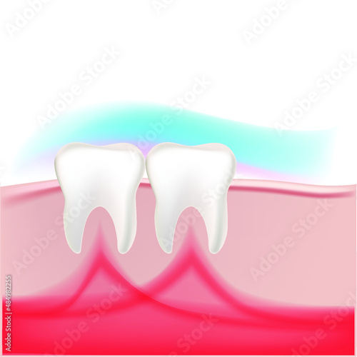 human teeth in the gum with tissues in the vector