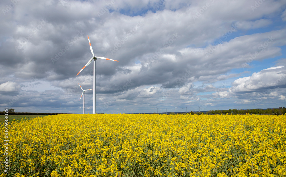 Wind turbines in a field of yellow flowers under a blue cloudy sky Wind turbines in a field of yellow flowers under a blue cloudy sky