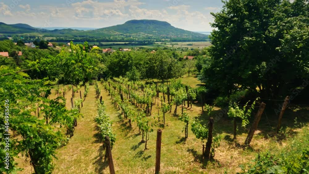 Cultivated grapevines in a vinery in early summer or spring. Famous wine region Badacsony, Hungary, Balaton. Cultivated grapevines in a vinery in early summer or spring. Famous wine region Badacsony, Hungary, Balaton.