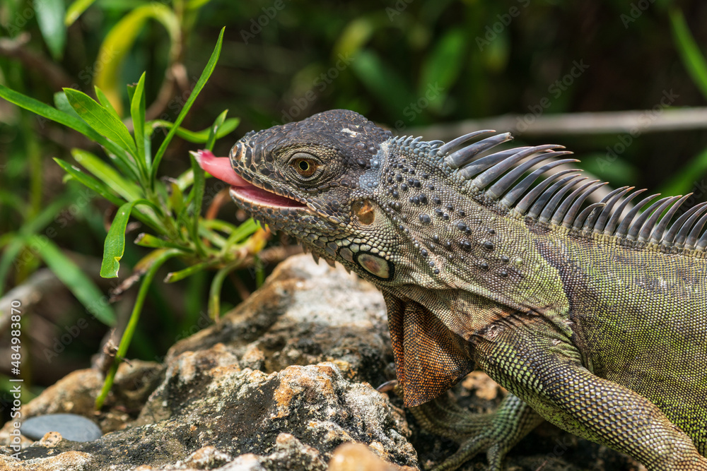 Obraz premium The green iguana (Iguana iguana)