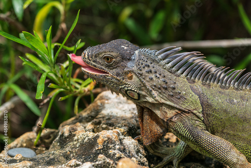 The green iguana  Iguana iguana 