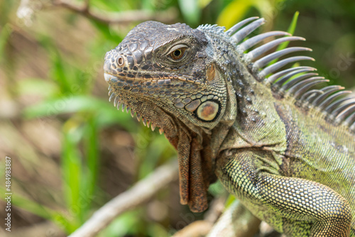 The green iguana  Iguana iguana 