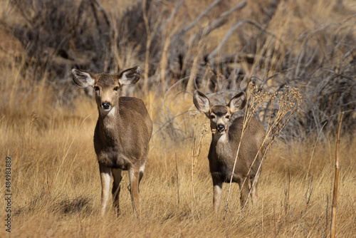 Mule Deer Herd