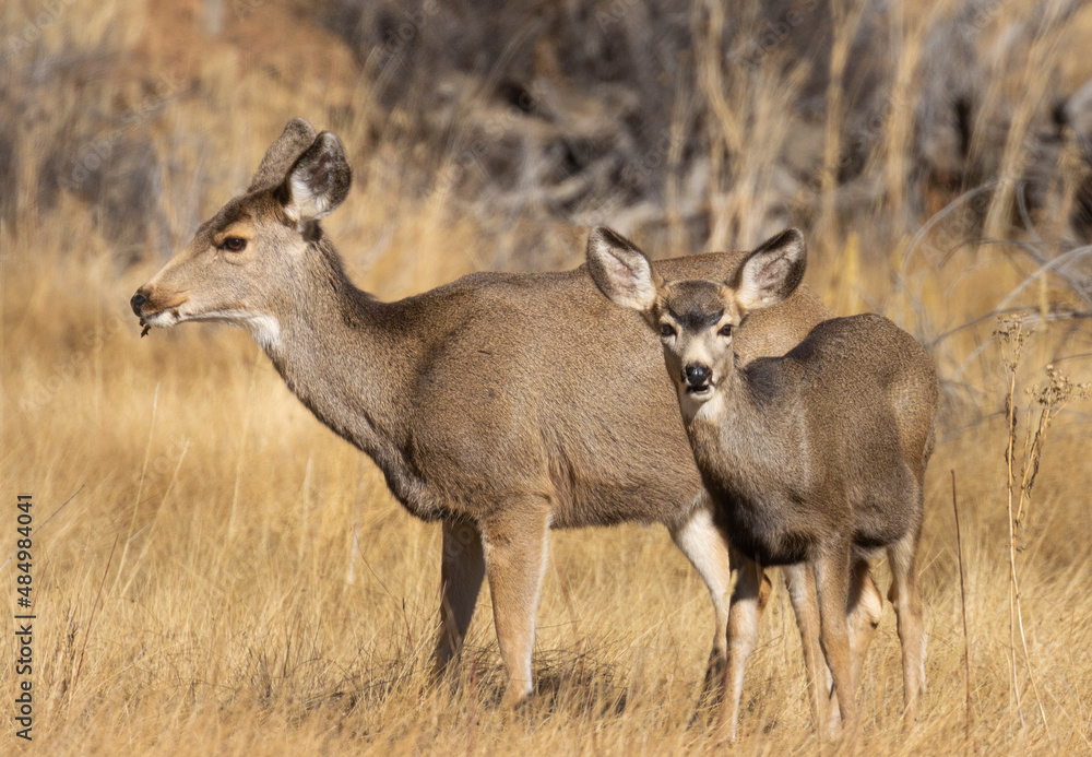 Obraz premium Mule Deer Herd