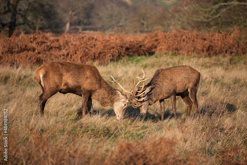 Beautiful image of red deer stags Cervus Elaphus fighting with antlers during rut season in golden forest landscape