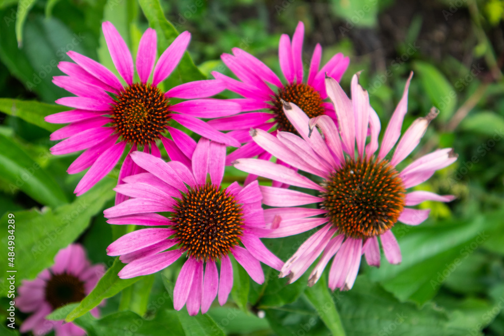 Echinacea purpurea, the eastern purple coneflower and Rudbeckia fulgida, the orange coneflower Echinacea purpurea, the eastern purple coneflower and Rudbeckia fulgida, the orange coneflower