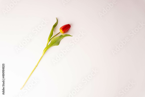 Scena con un tulipano rosso steso su sfondo bianco con spazio per scrivere. Primavera. Marzo. Pasqua. 