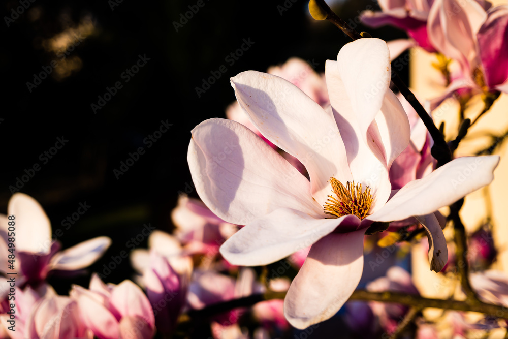 Scena con un fiore di magnolia rosa sbocciato al sole. Primavera. Natura.  Fuori. Marzo. Stock Photo | Adobe Stock