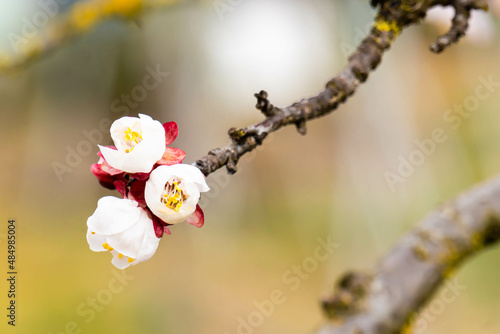 Un ramo con tre fiori bianchi di melo che stanno per sbocciare. Primavera. Natura. Rinnovo. Fuori. Marzo. photo