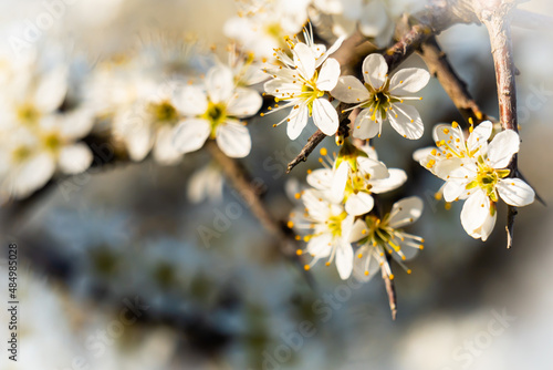 Scena con dei piccoli rami fioriti con fiori bianchi in primavera. Natura. Fuori. Marzo. photo