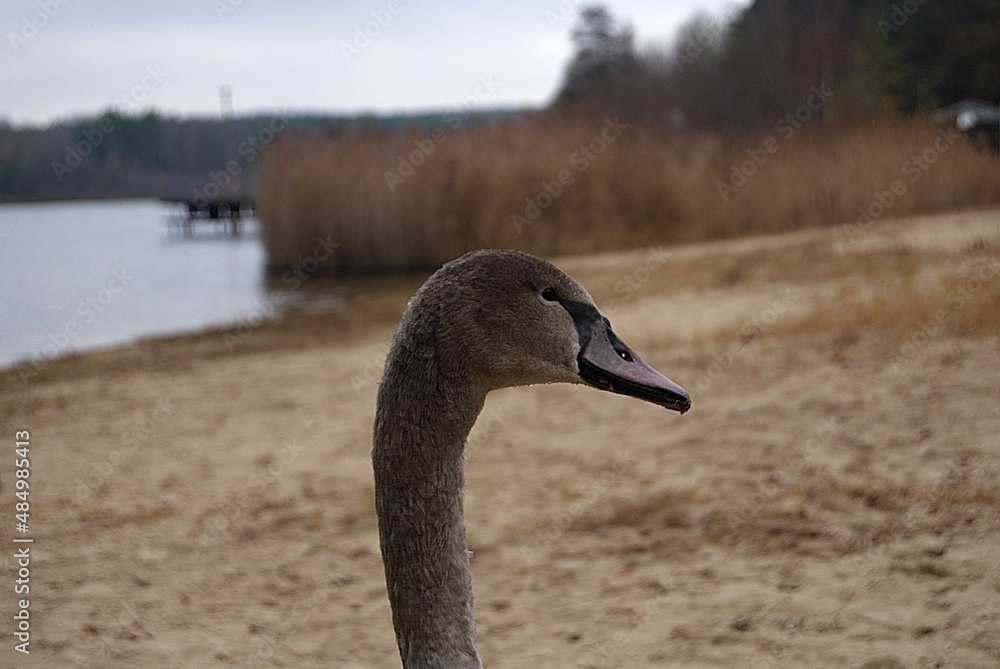 łabędź niemy