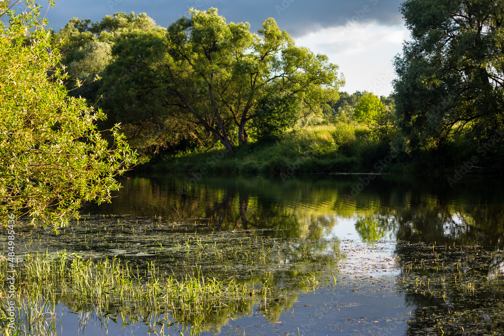 Fototapeta premium Colorful river landscape on a summer day, river bank overgrown with algae