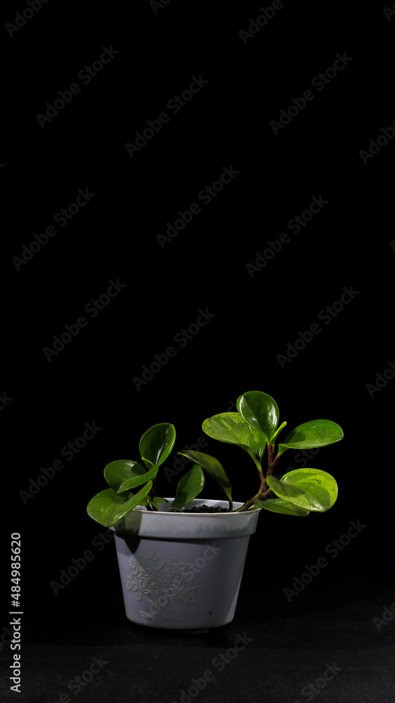 Peperomia Obtusifolia or peperomia Green (Baby Rubber Plant) on white pot isolated on black background Peperomia Obtusifolia or peperomia Green (Baby Rubber Plant) on white pot isolated on black background