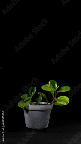 Peperomia Obtusifolia or peperomia Green (Baby Rubber Plant) on white pot isolated on black background photo