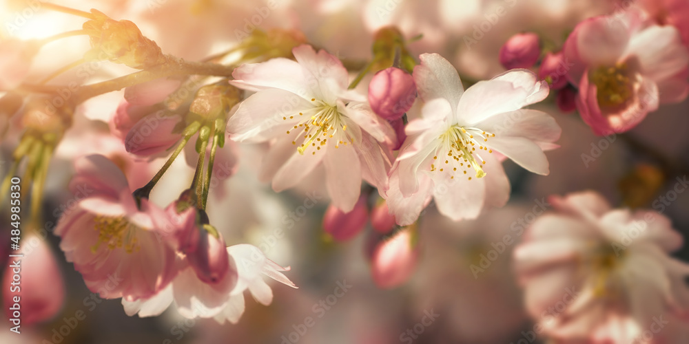Closeup of beautiful cherry blossoms with blurred background and warm sunshine. Stylized colors emphasize the softness of the flowers - obrazy, fototapety, plakaty 