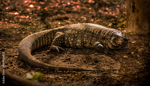 Lizard called lagarto overo, iguana (Salvator merianae) on the floor in El Palmar, Entre Ríos, Argentina. At the afternoon.  © Sebastian