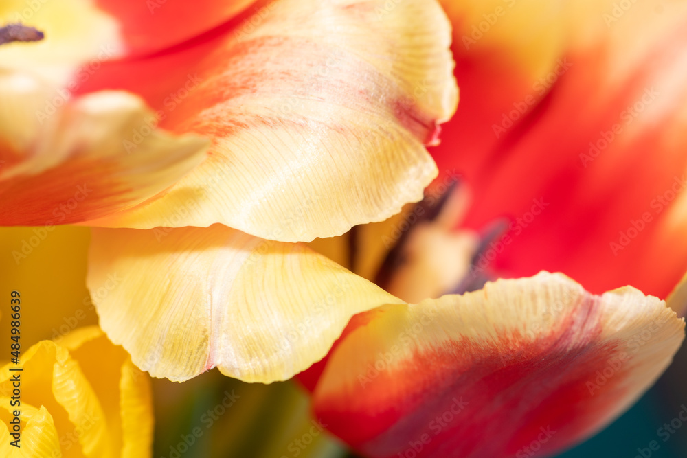 Makro Tulpe orange gelb floraler Hintergrund