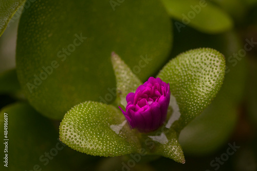 Little pink flower and leaves of Victoria Amazónica, Nymphaceae in a garden in Buenos Aires, Argentina
 photo