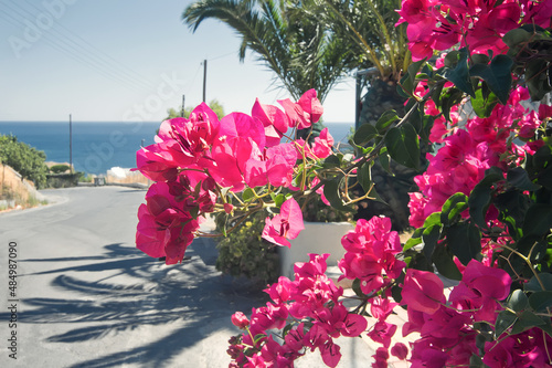 Bougainvilleas bush on street, Crete, Greece