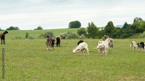 A mixed herd of sheep and goats graze on a green meadow in the vicinity of the village. Copy space.