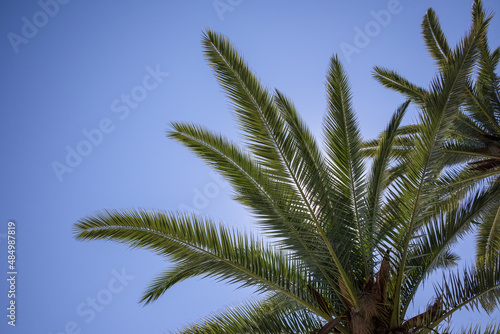 palm leaves against the sky