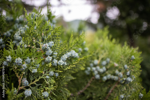 juniper with fruits in daylight