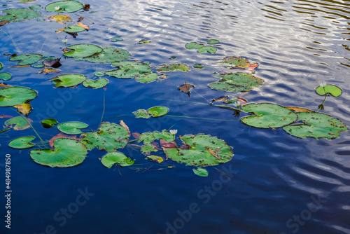 Image green lotus leaves in a lake at Taman Eco Rimba Terenggun, Kuala Lipis, Pahang, Malaysia.