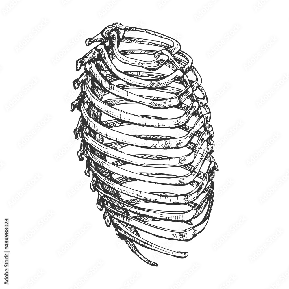 Human ribcage (chest), drawing, graphics, side view, sketch Stock